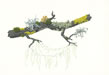Sml Oak Branch w/Lichens